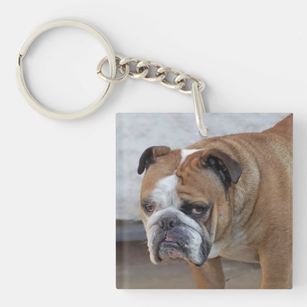 English Bulldog Accessories Zazzle.co.uk