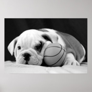 English Bulldog Basketball Puppy Poster