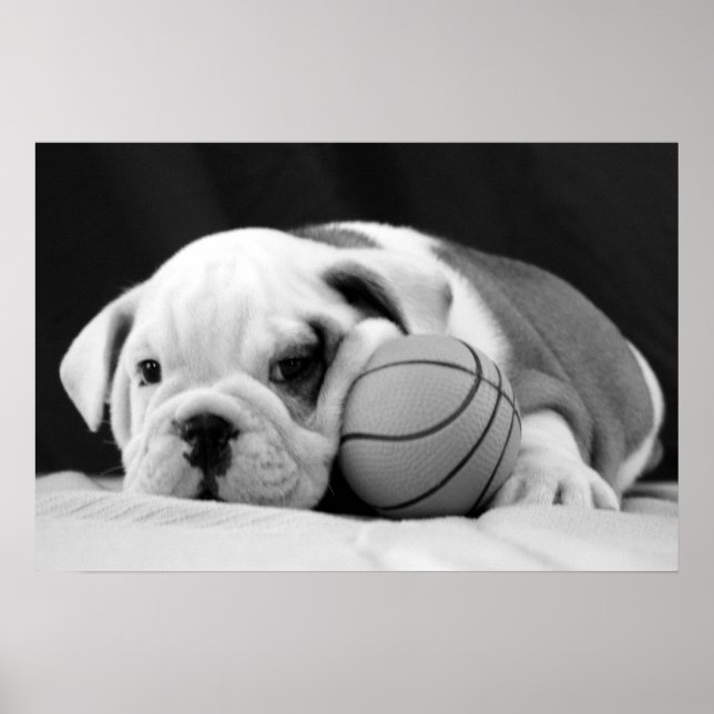 English Bulldog Basketball Puppy Poster (Front)
