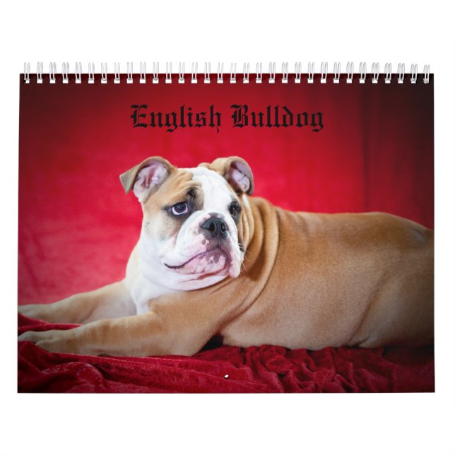English Bulldog Calendar (Cover)