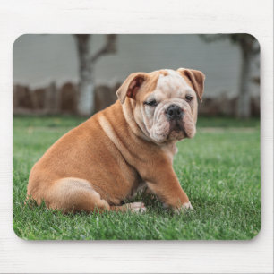 english bulldog, dog, sweet mouse mat
