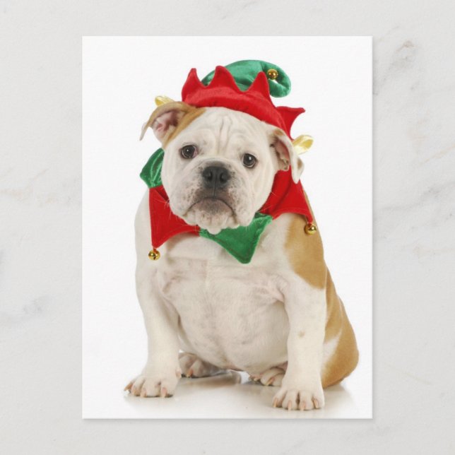 English bulldog dressed as elf postcard (Front)