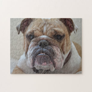 English Bulldog Face Jigsaw Puzzle