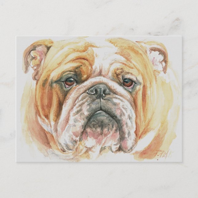 English Bulldog Face Watercolor painting Postcard (Front)