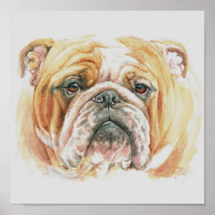 English Bulldog face Watercolor painting Poster