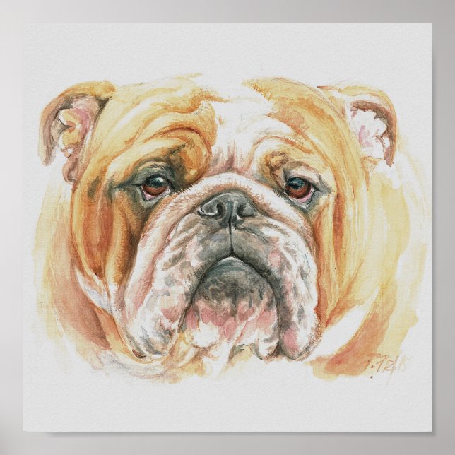 English Bulldog face Watercolor painting Poster (Front)