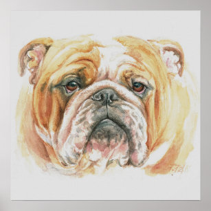 English Bulldog face Watercolor painting Poster