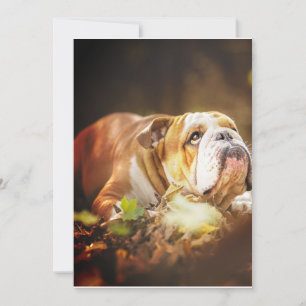 English Bulldog Forest Photo Holiday Card