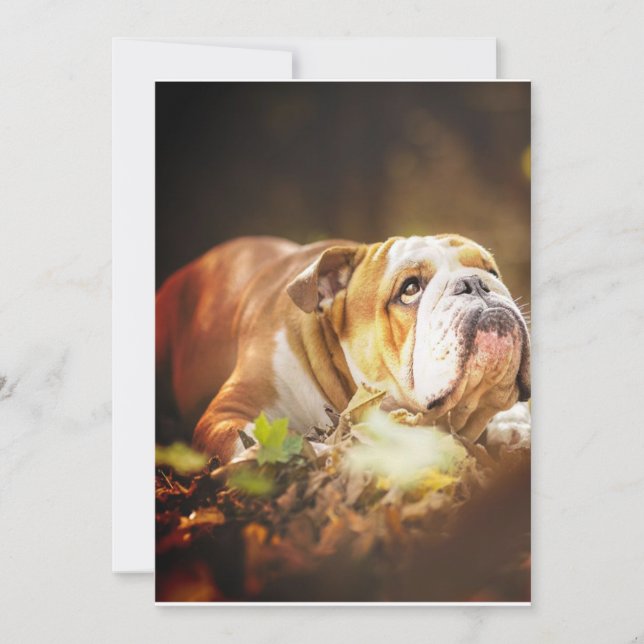English Bulldog Forest Photo Holiday Card (Front)