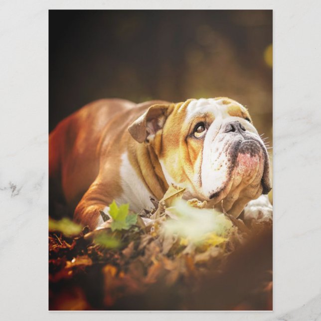 English Bulldog Forest Photo Menu (Front)