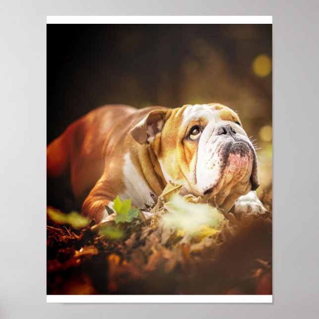 English Bulldog Forest Photo Poster (Front)