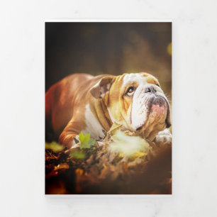 English Bulldog Forest Photo Tri-Fold Announcement