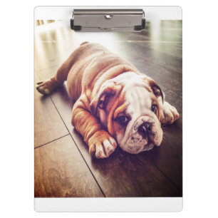 English Bulldog Lying Dog Dog Photo Clipboard