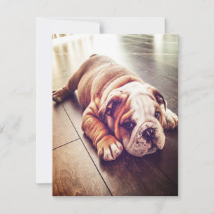 English Bulldog Lying Dog Dog Photo Invitation