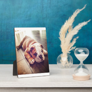 English Bulldog Lying Dog   Dog Photo Plaque