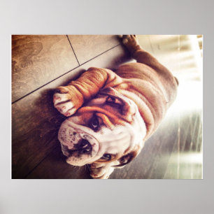 English Bulldog Lying Dog   Dog Photo Poster