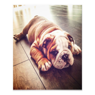 English Bulldog Lying Dog Dog Photo Print