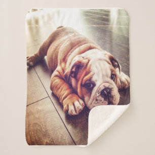 English Bulldog Lying Dog Dog Photo Sherpa Blanket