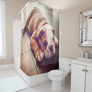 English Bulldog Lying Dog   Dog Photo Shower Curtain