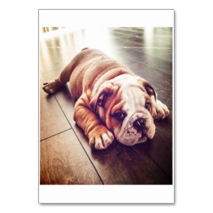 English Bulldog Lying Dog Dog Photo Table Number
