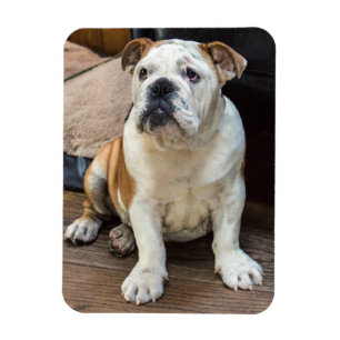 English Bulldog magnet
