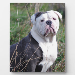English Bulldog Plaque