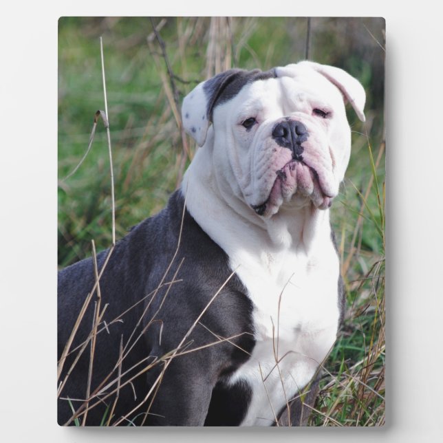 English Bulldog Plaque (Front)