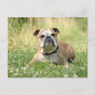 English Bulldog Postcard