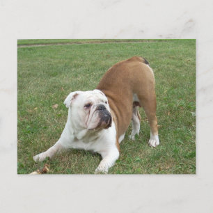 English Bulldog postcards