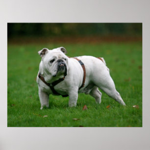 English Bulldog poster print