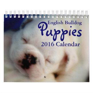 English Bulldog Puppies 2016 Calendar