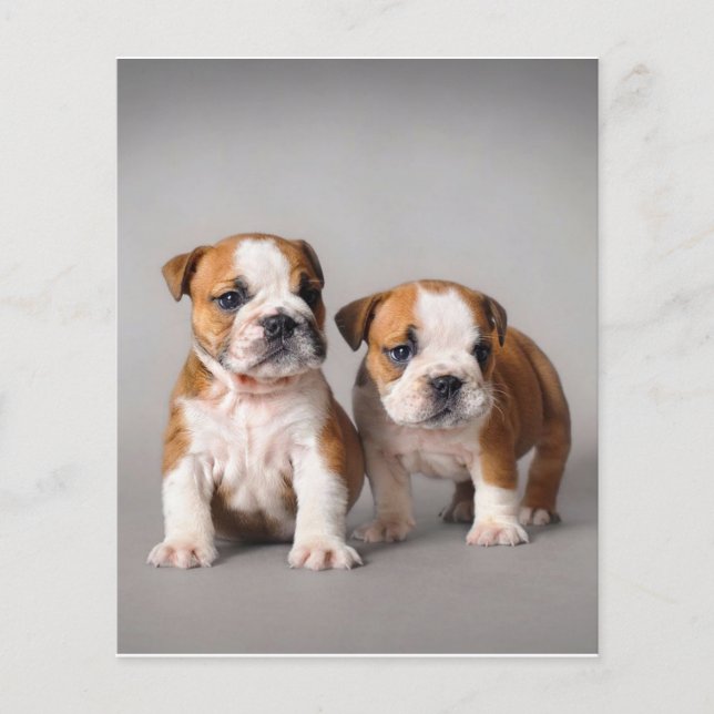 English Bulldog Puppies | Couple Cute Bulldog Flyer (Front)
