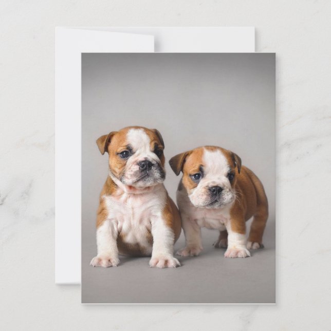 English Bulldog Puppies | Couple Cute Bulldog Invitation (Front)