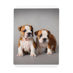 English Bulldog Puppies Couple Cute Bulldog Magnet