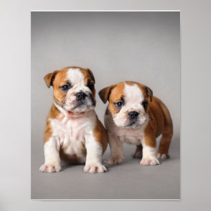 English Bulldog Puppies   Couple Cute Bulldog Poster