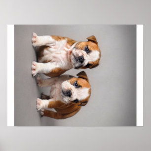 English Bulldog Puppies   Couple Cute Bulldog Poster