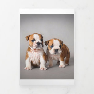 English Bulldog Puppies Couple Cute Bulldog Tri-Fold Announcement