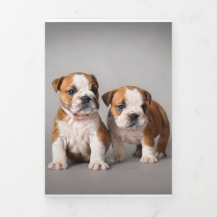 English Bulldog Puppies   Couple Cute Bulldog Tri-Fold Announcement