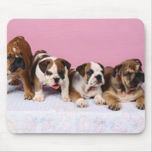 english bulldog  puppies mouse pad