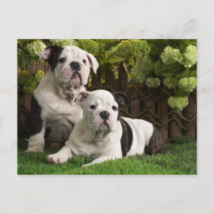 English Bulldog Puppies Postcard