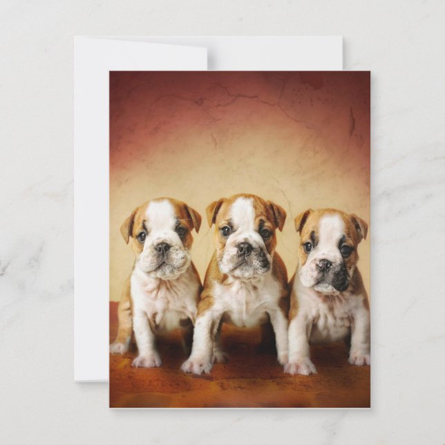 English Bulldog Puppies Really Cute Invitation (Front)
