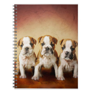 English Bulldog Puppies Really Cute Notebook