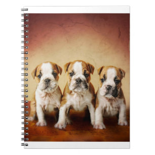 English Bulldog Puppies Really Cute Notebook