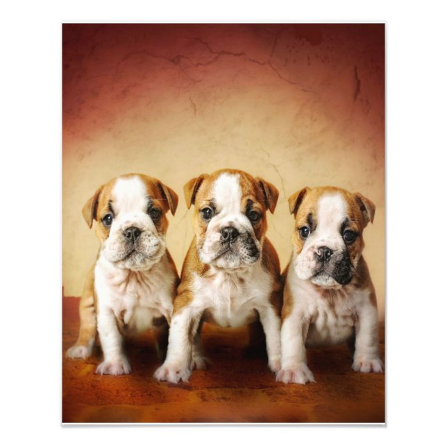 English Bulldog Puppies Really Cute Photo Print (Front)