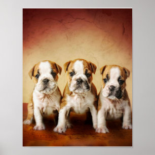 English Bulldog Puppies Really Cute Poster