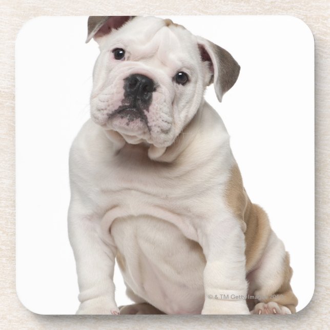 English bulldog puppy (2 months old) coaster (Front)
