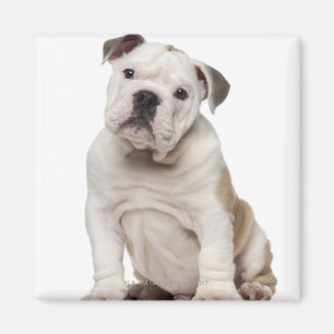 English bulldog puppy (2 months old) magnet