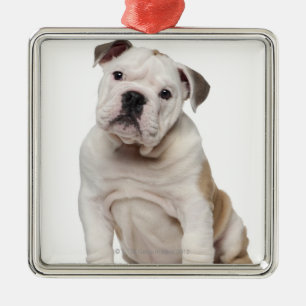 English bulldog puppy (2 months old) metal tree decoration