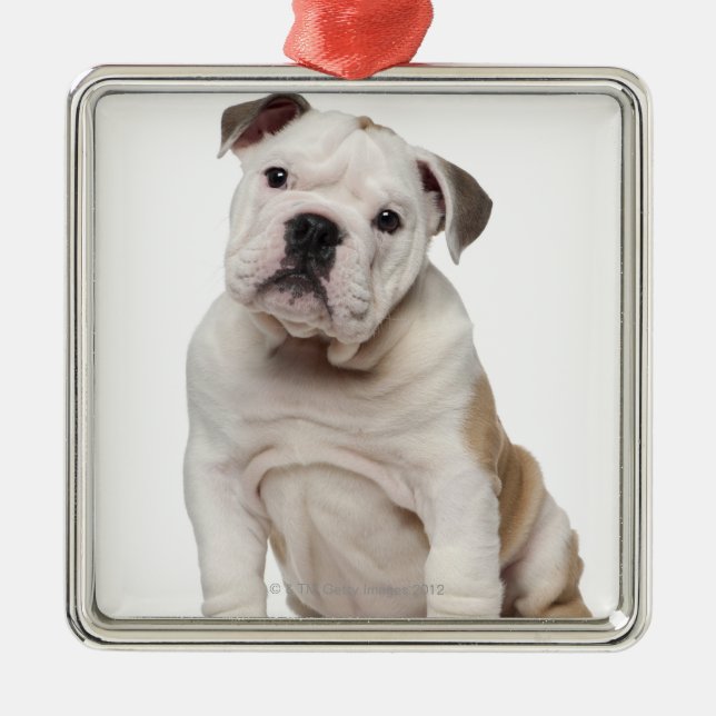 English bulldog puppy (2 months old) metal tree decoration (Front)