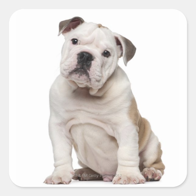 English bulldog puppy (2 months old) square sticker (Front)